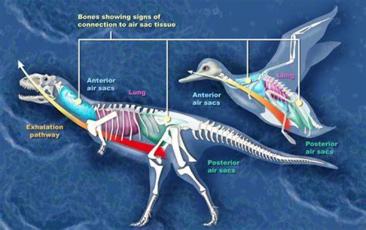 Will birds evolve into dinosaurs