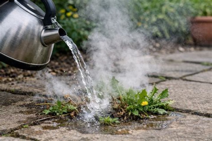 Will boiling water kill oxalis