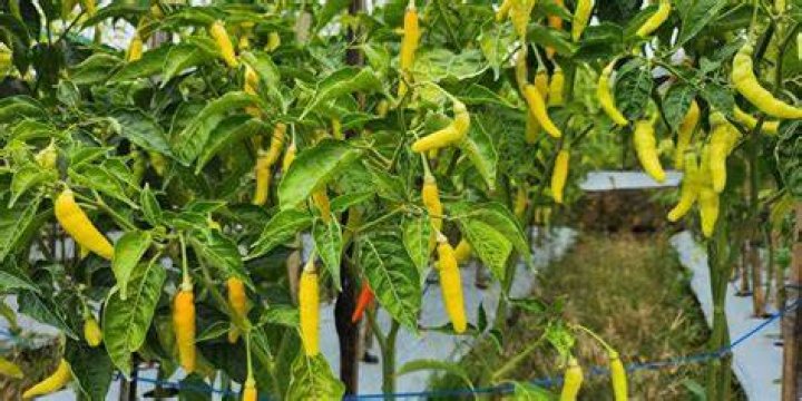 Will cayenne peppers ripen off the vine