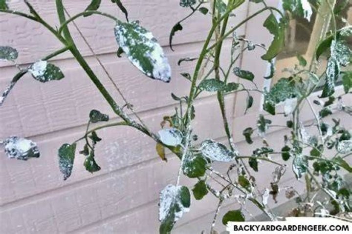 Will diatomaceous earth still work if it gets wet