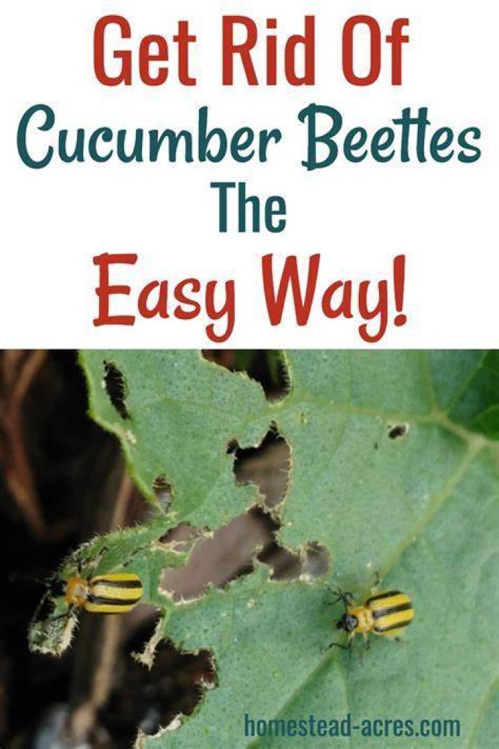 Will dish soap kill cucumber beetles