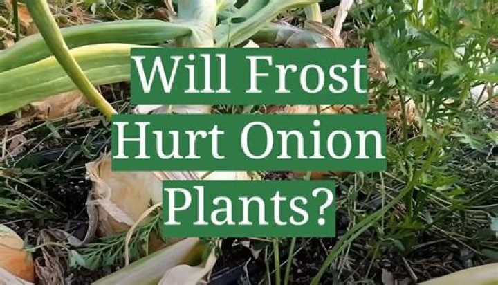 Will frost hurt onion plants