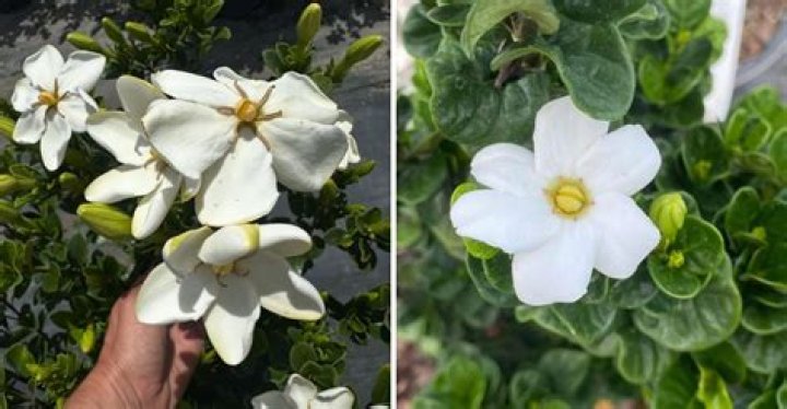 Will Gardenias grow in Arizona