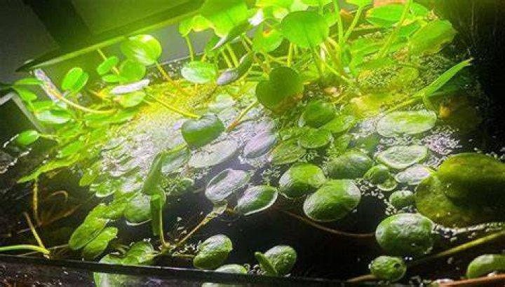 Will goldfish eat Frogbit
