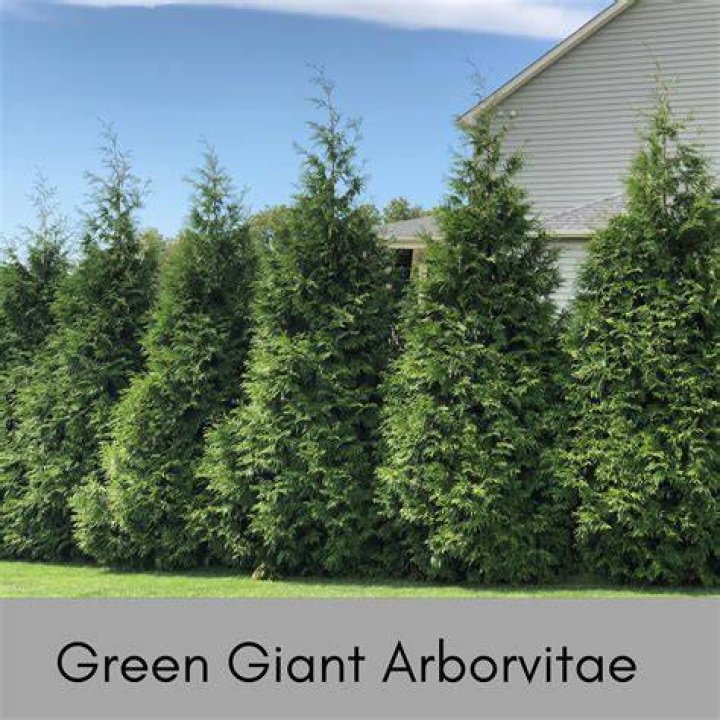Will Green Giant arborvitae grow in shade