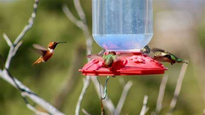 Will hummingbirds come to my feeder