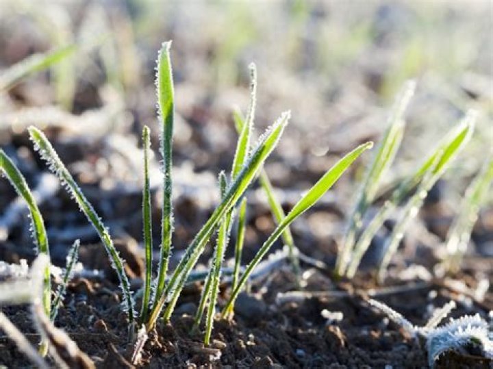 Will new grass seed die if it freezes