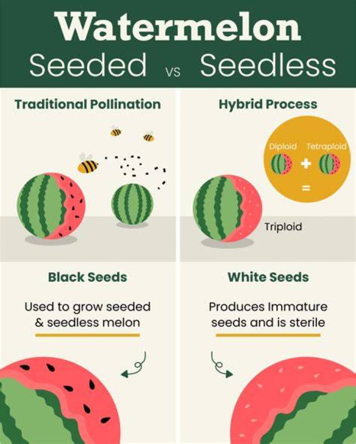 Will seeds from a seedless watermelon grow