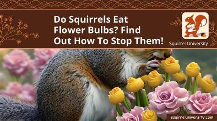 Will squirrels eat flower bulbs